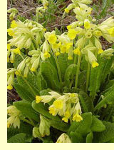 Первоцвет весенний, примула (Primula veris L.) Первоцвет весенний, примула (Primula veris L.)